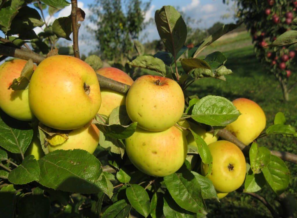 Яблоня домашняя Коштеля (Зима)